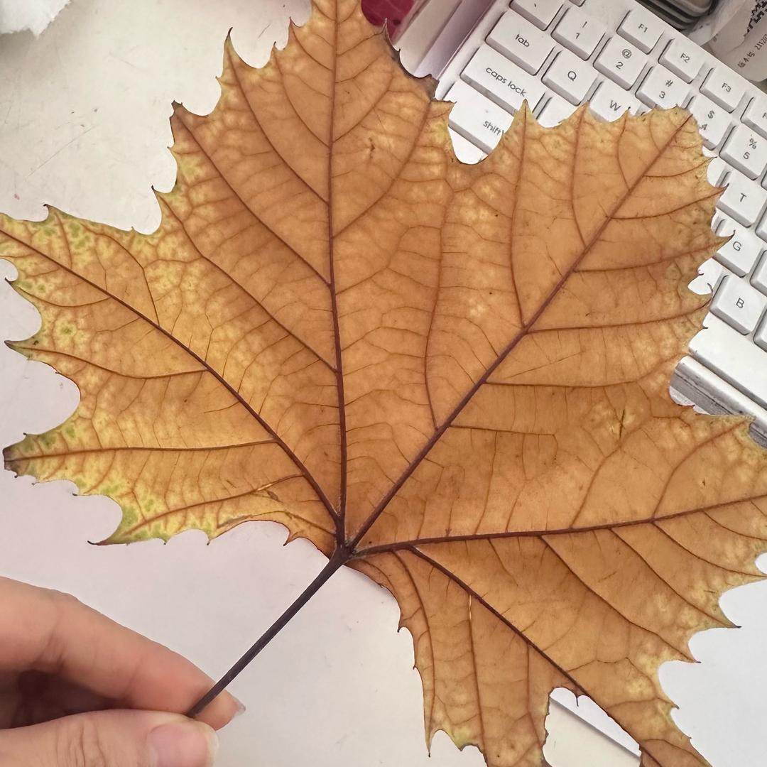 ᰔᩚ💕 এ᭄ ᥫᩣ 林ℒ𝒾𝓃 ᯐ