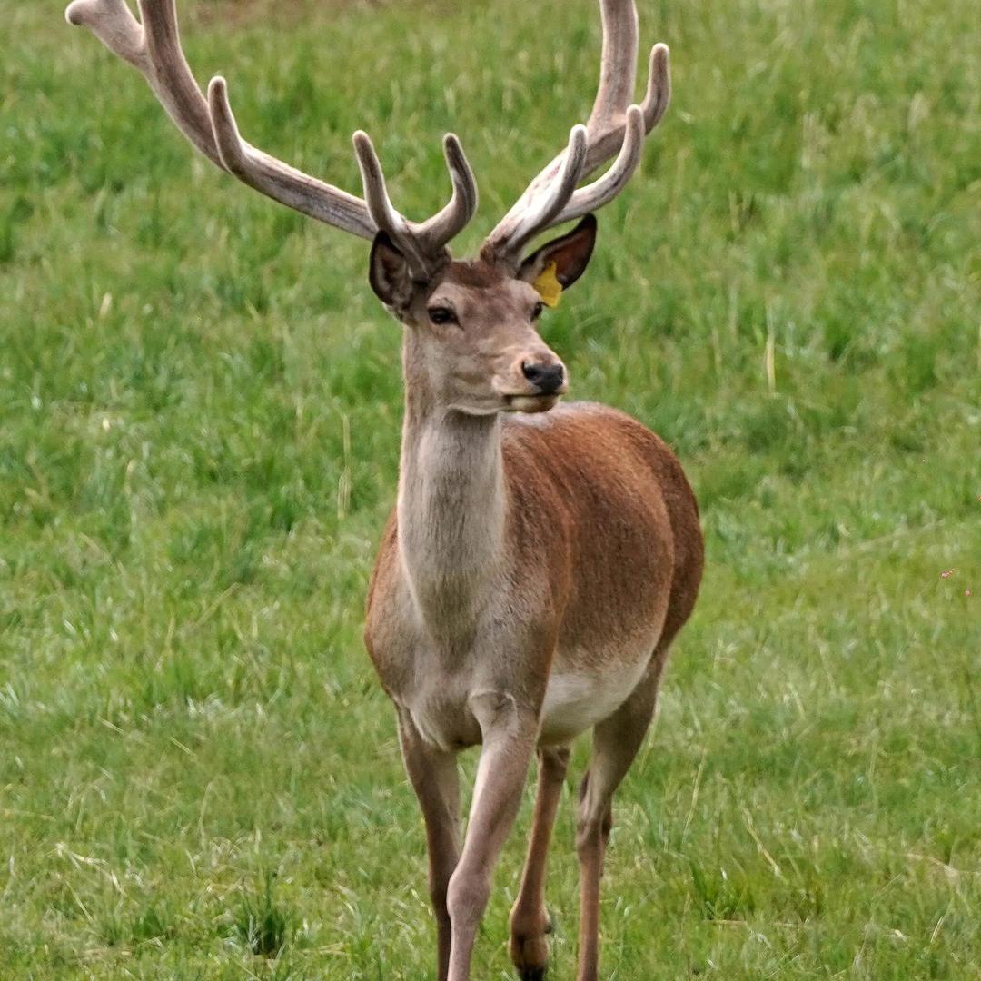 长白山鹿小妹的梅花鹿