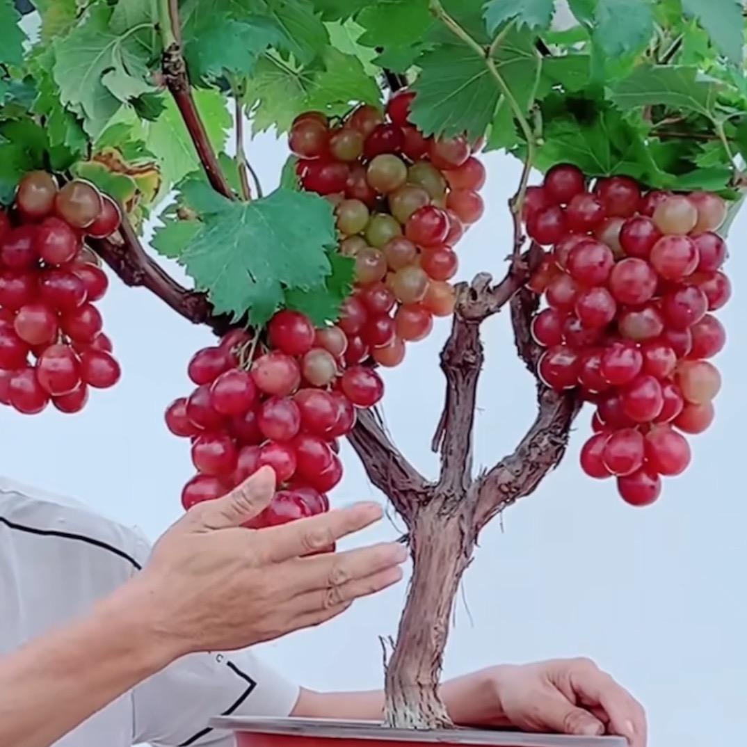 蔓野葡萄种植园
