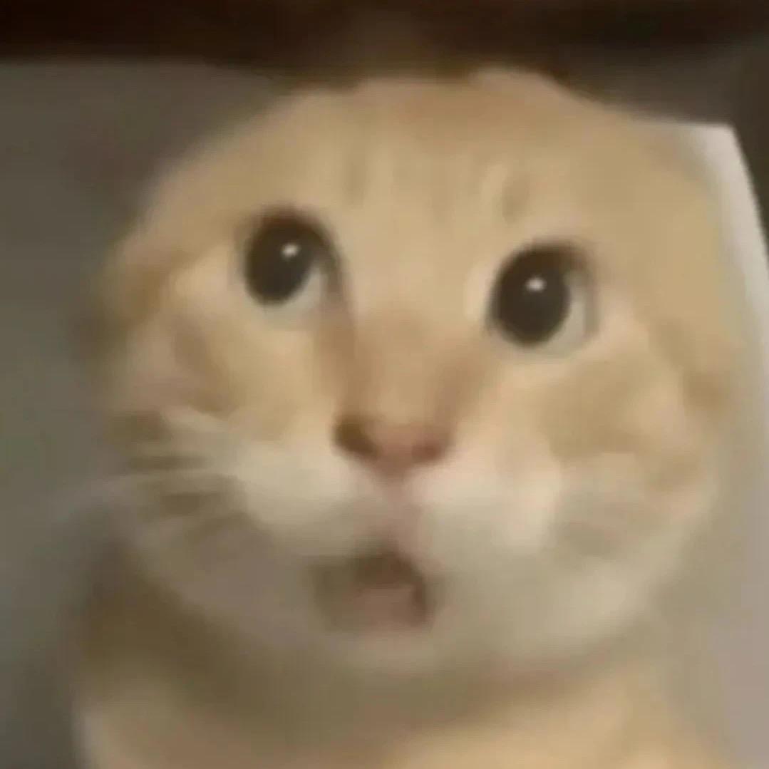 AC猫