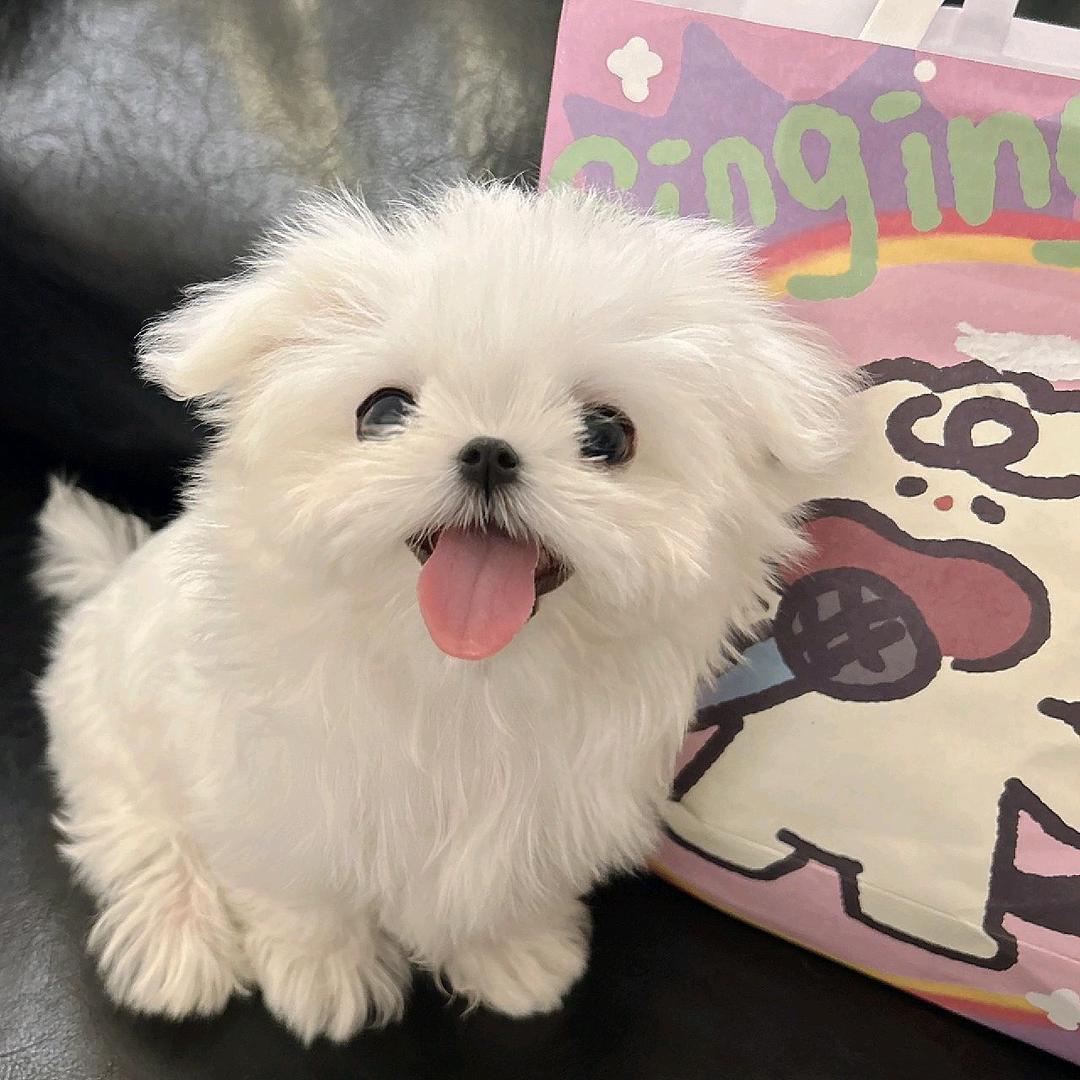 lulu.