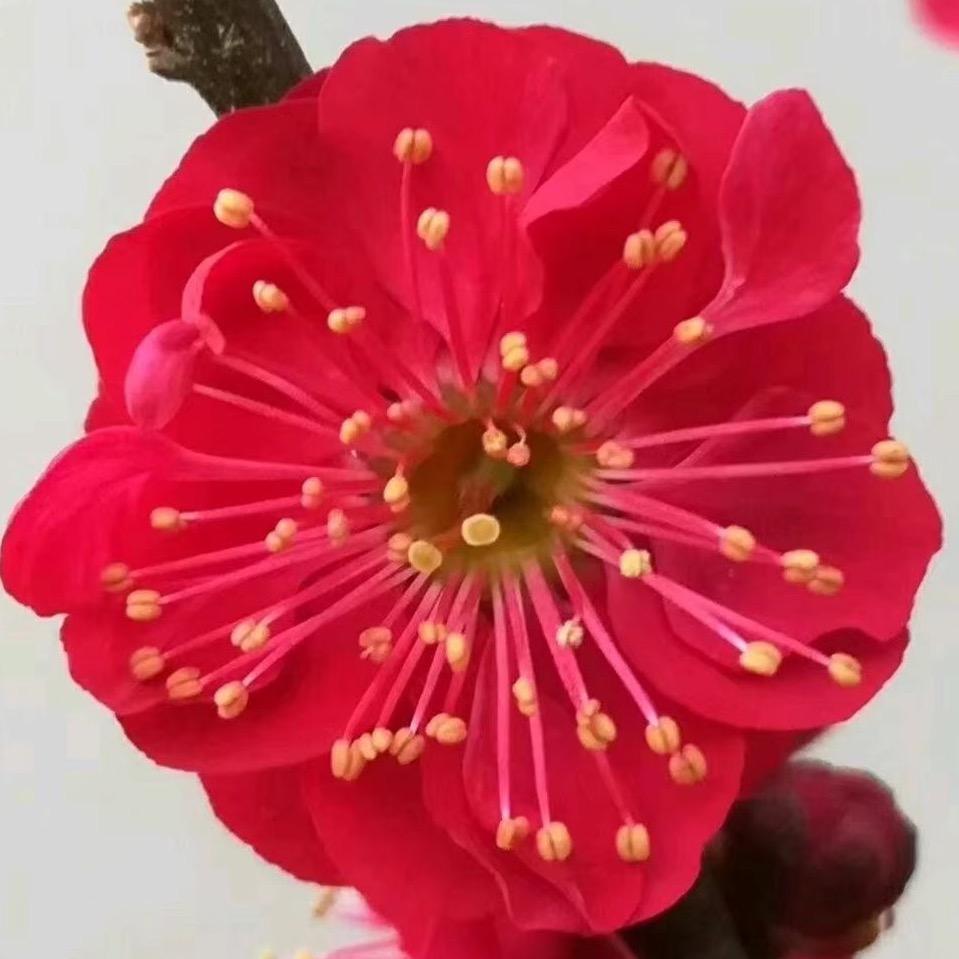 千里马园林