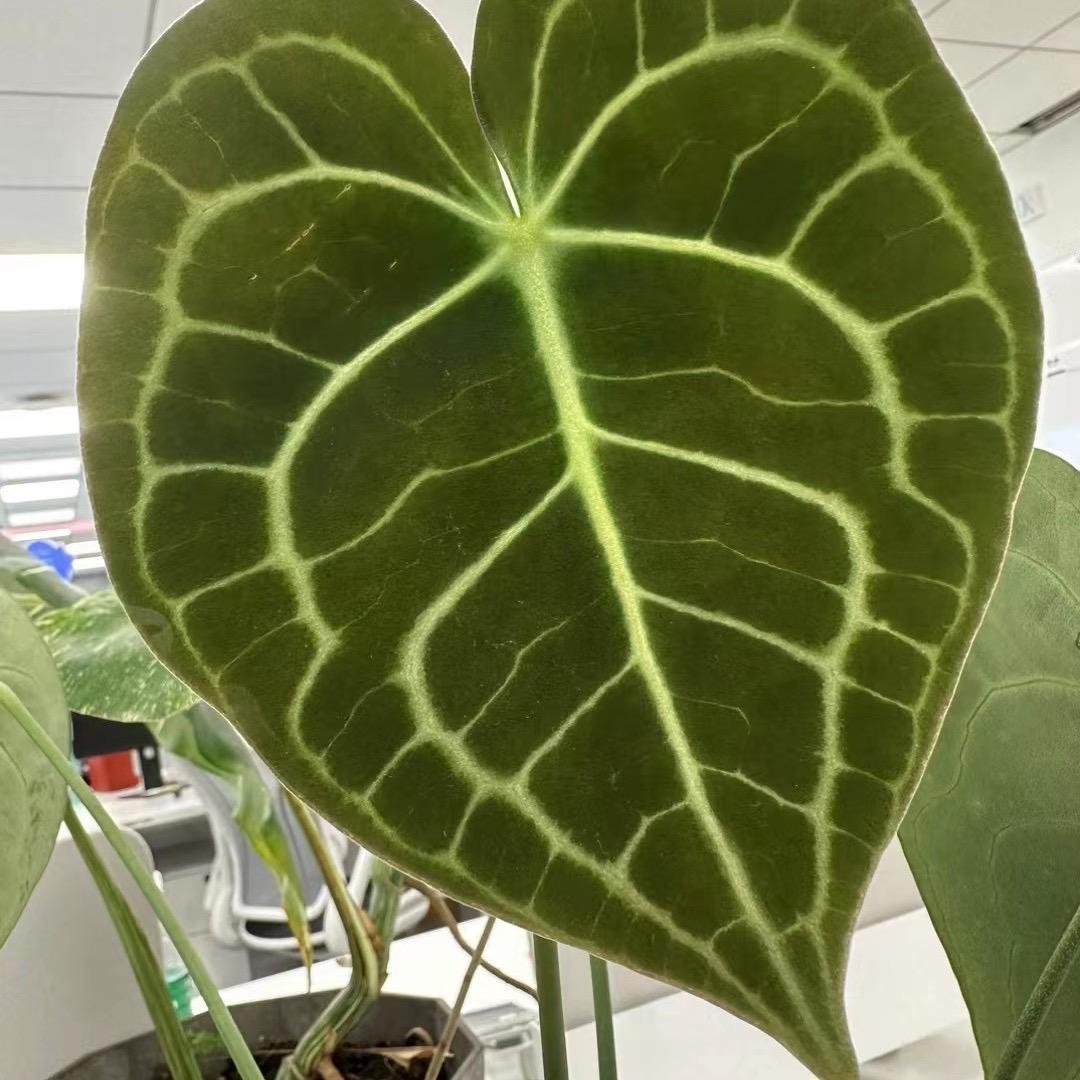清晨@阳光
