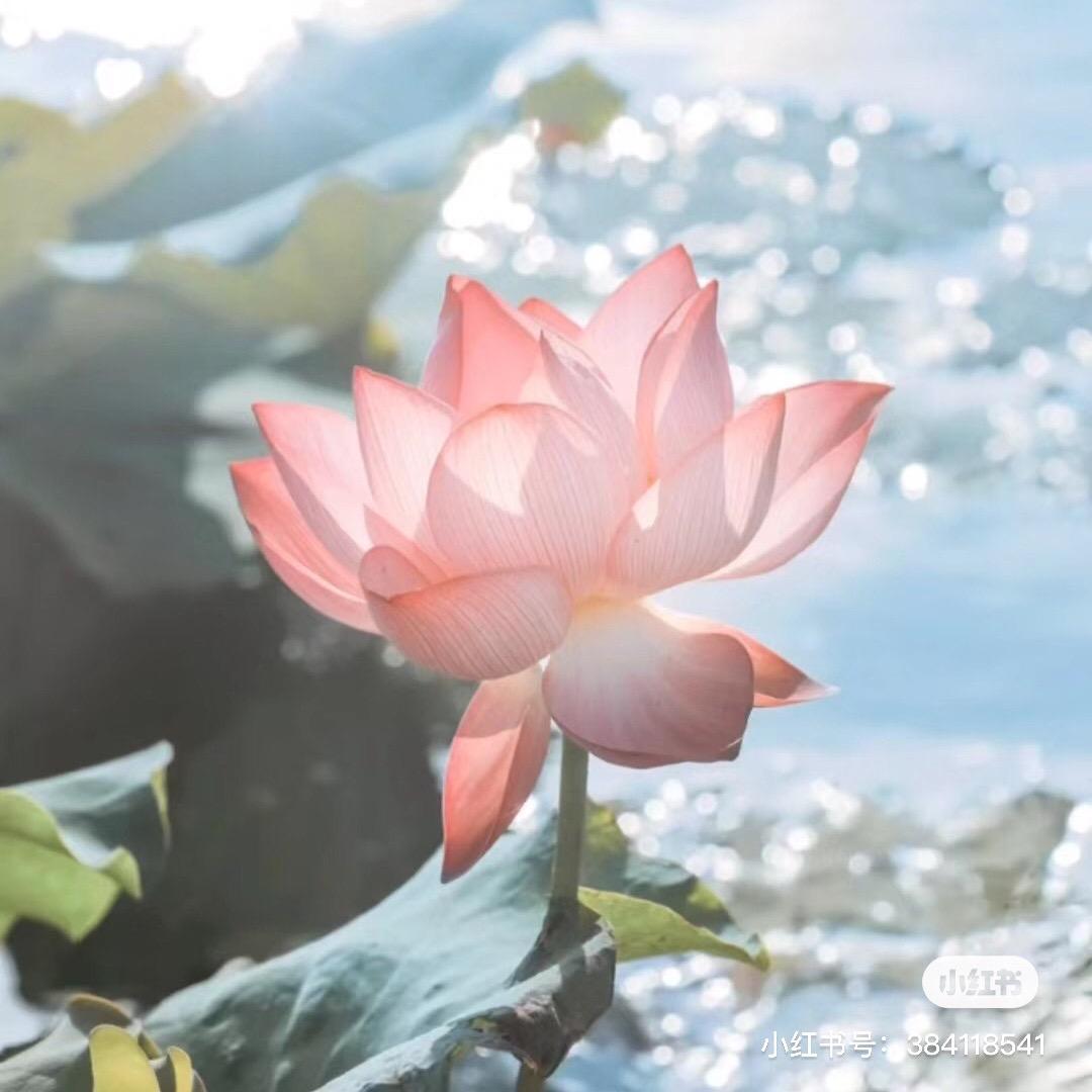 冰球苑林