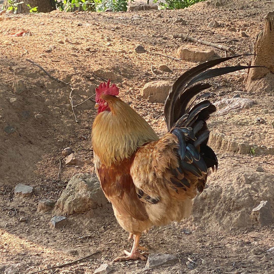 满口香土鸡养殖农场
