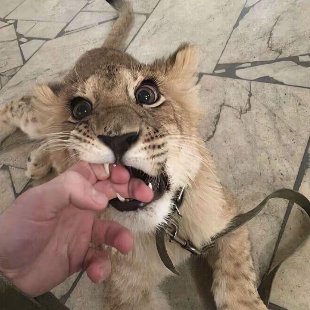 小雞捉老鹰  ོ