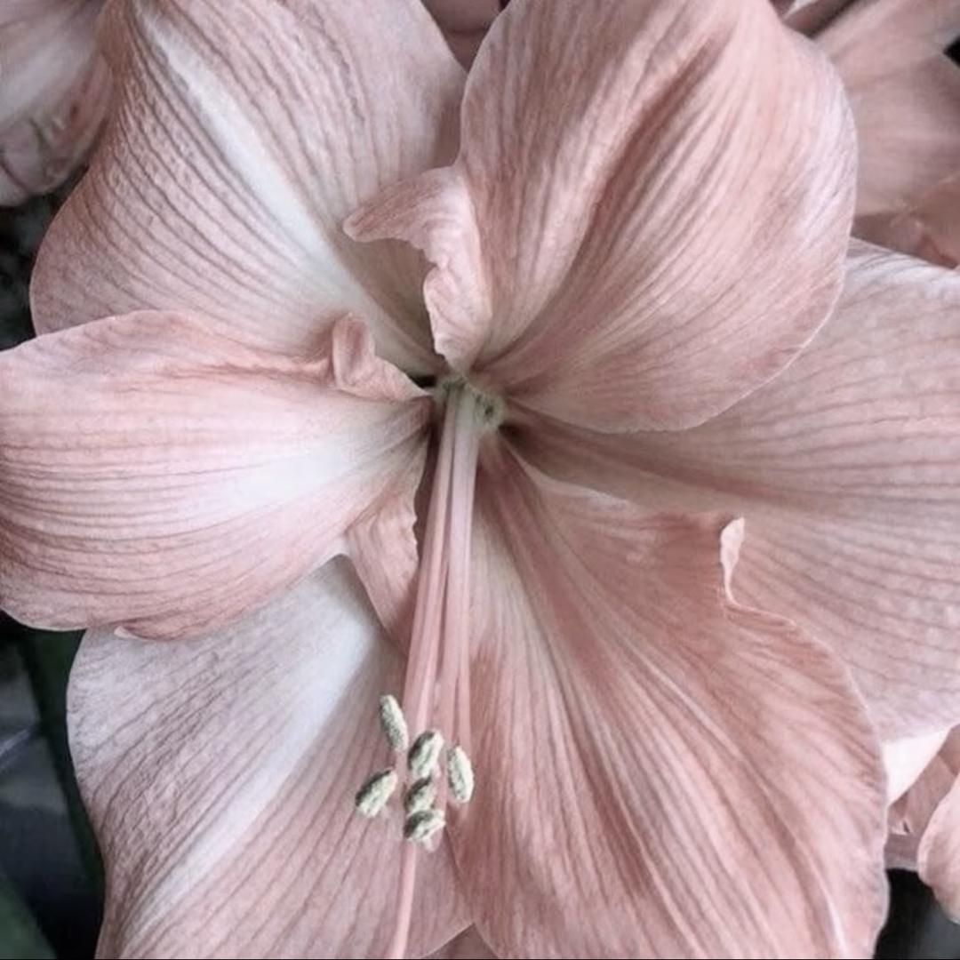 Eudaemonia_