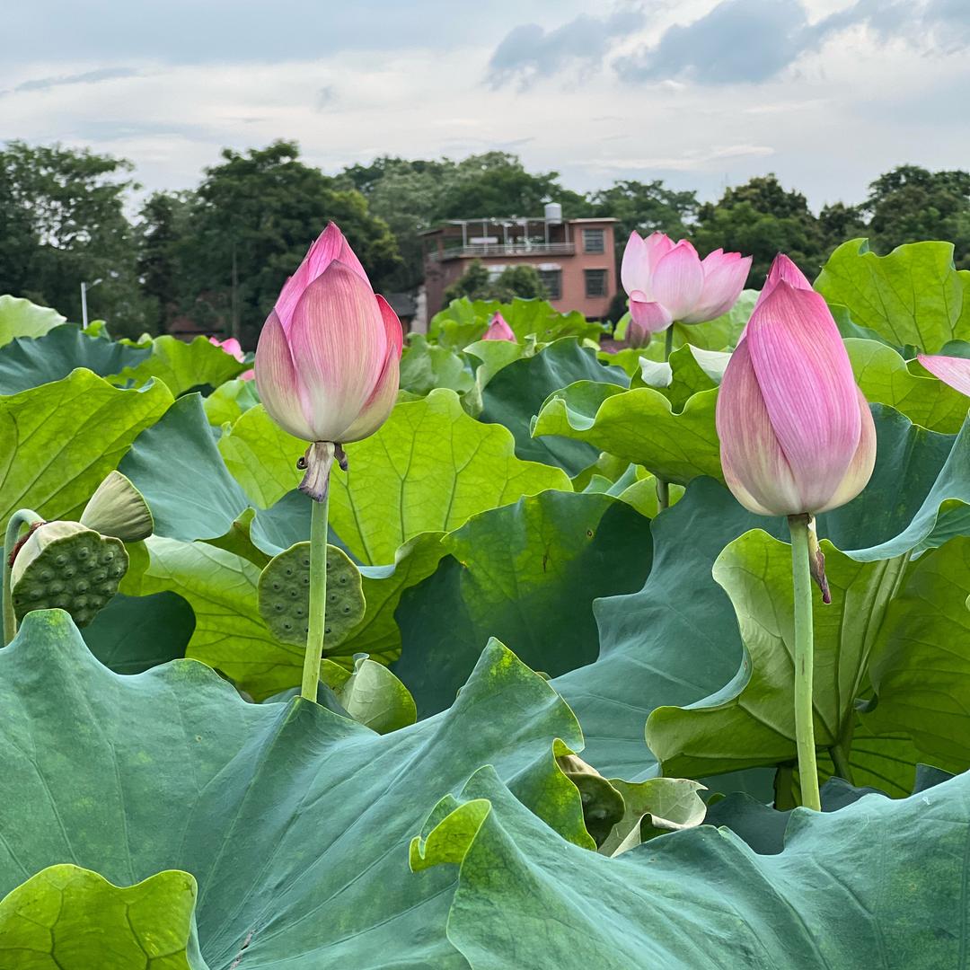 ꧔ꦿ᭄ 笑敬ঞ过往