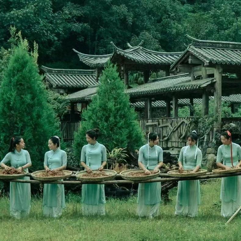 古茶女王1号