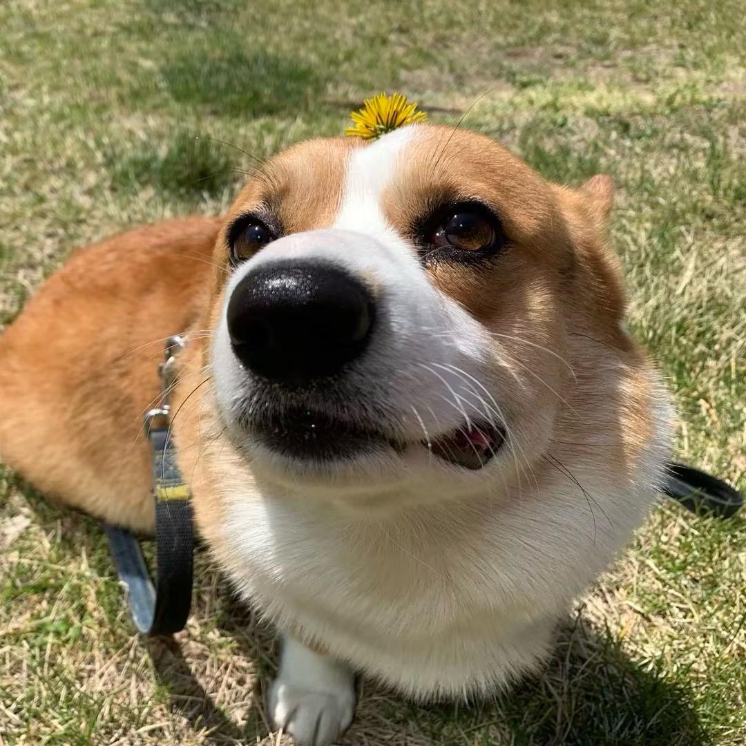 仔老板与蟹老板🦮