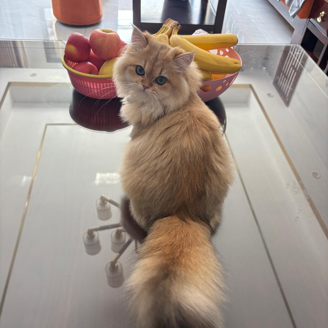 板栗是只猫