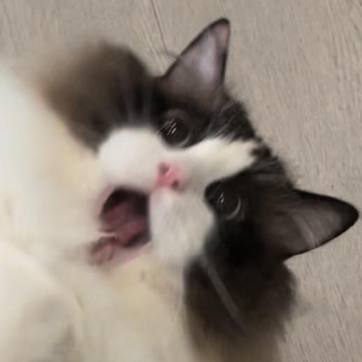 甜心布偶猫咖