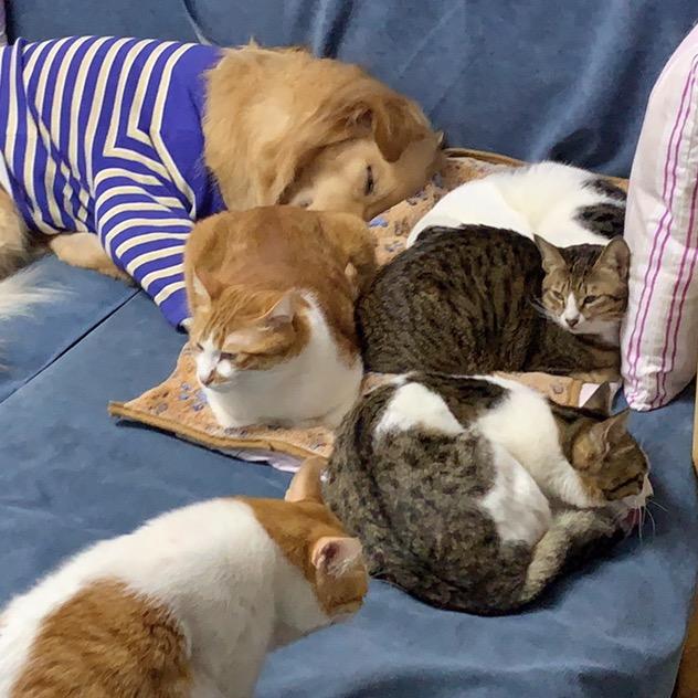 9猫1狗
