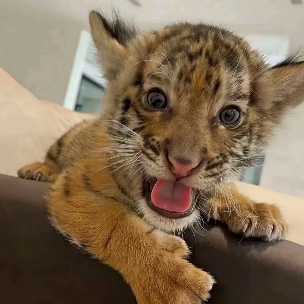 伤害女孩的事我做不到