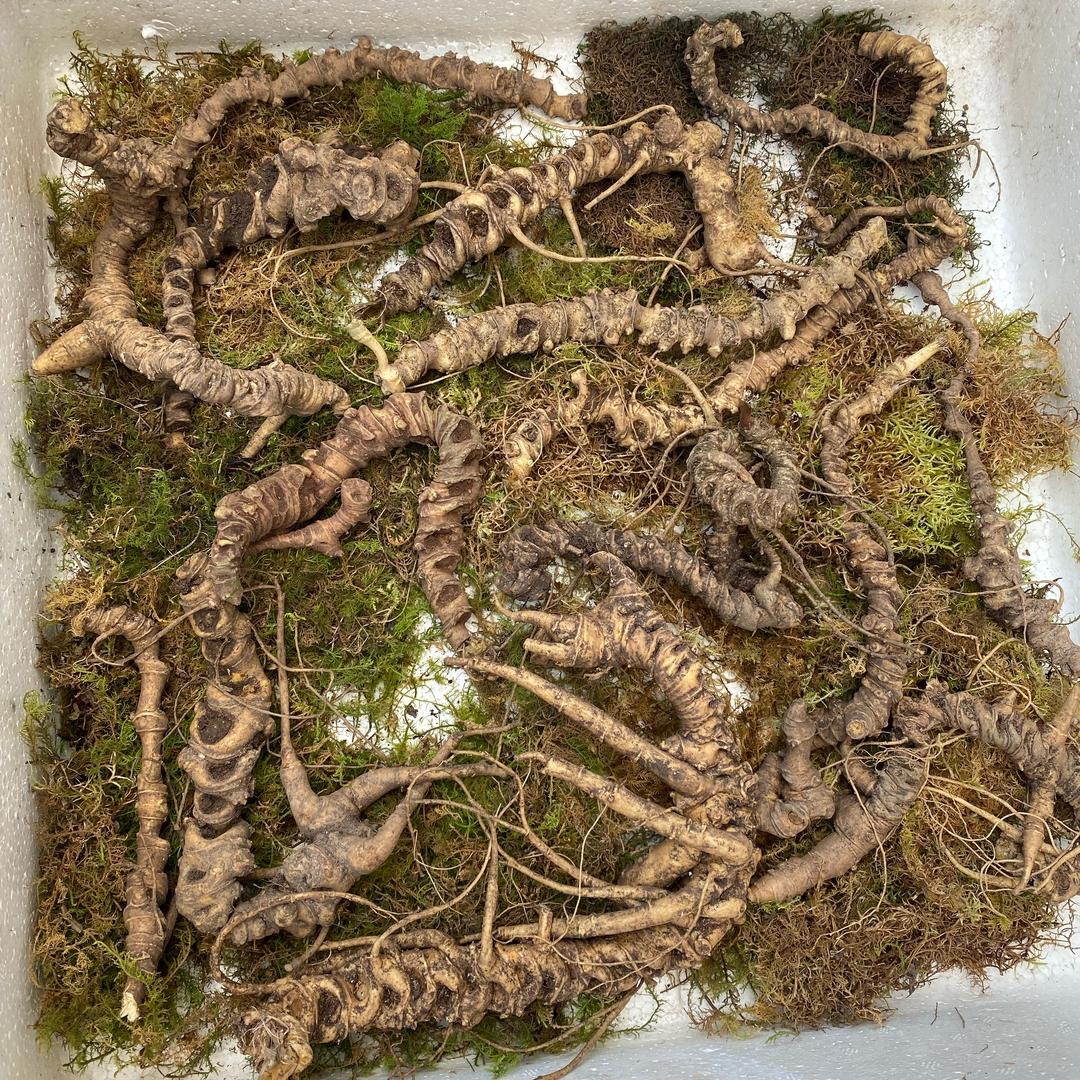 极边山货土特产