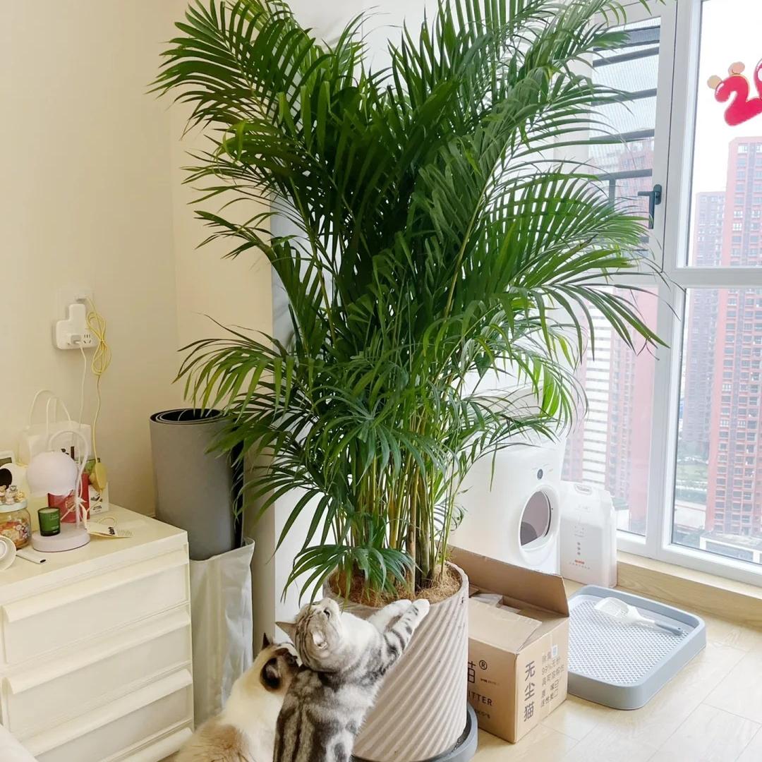 万悦卉园艺旗舰店