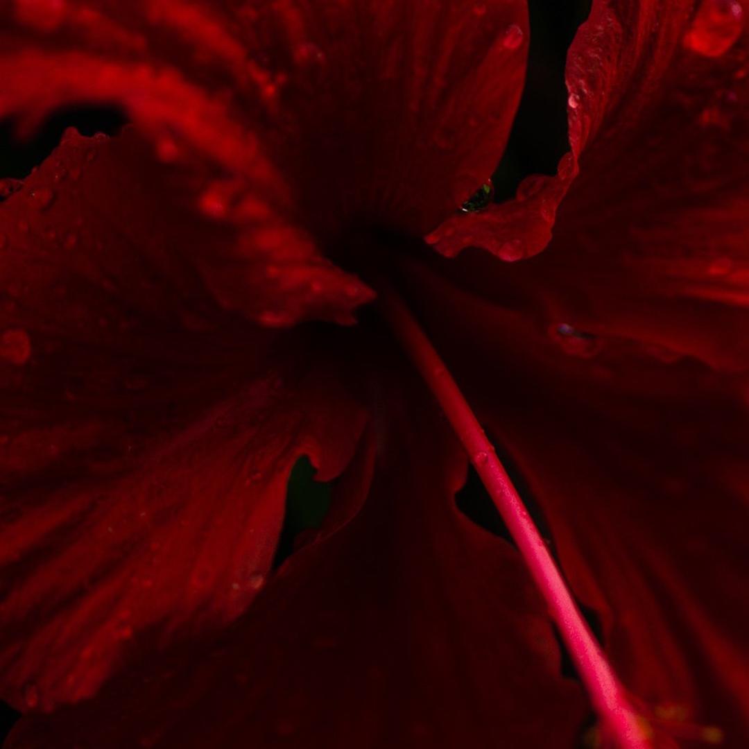 藏紅椛