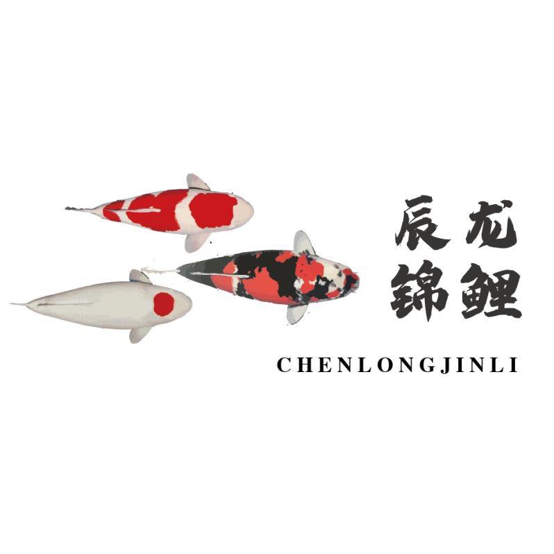 孟杰（辰龙锦鲤）