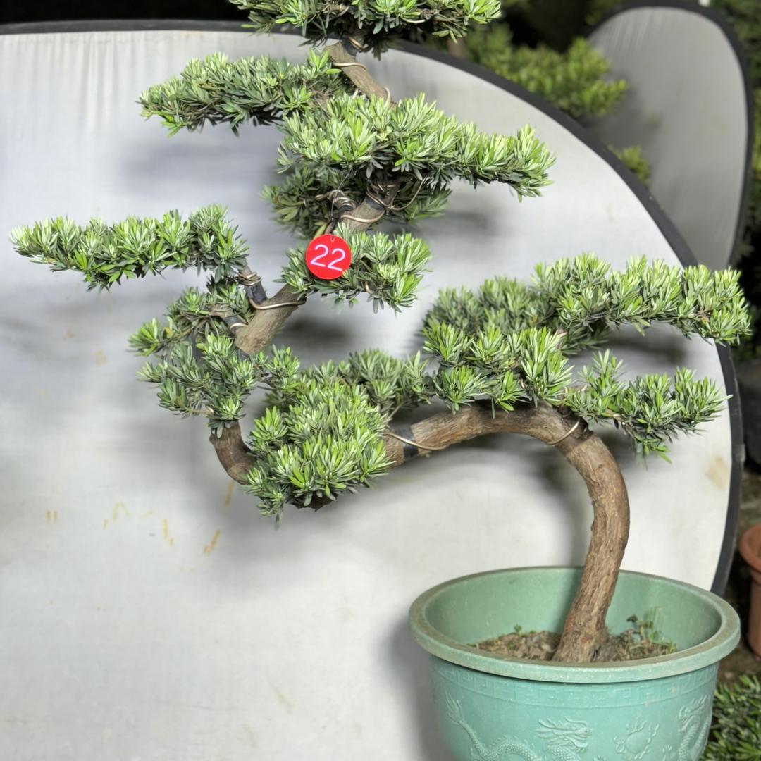 顺德北滘云明园艺场
