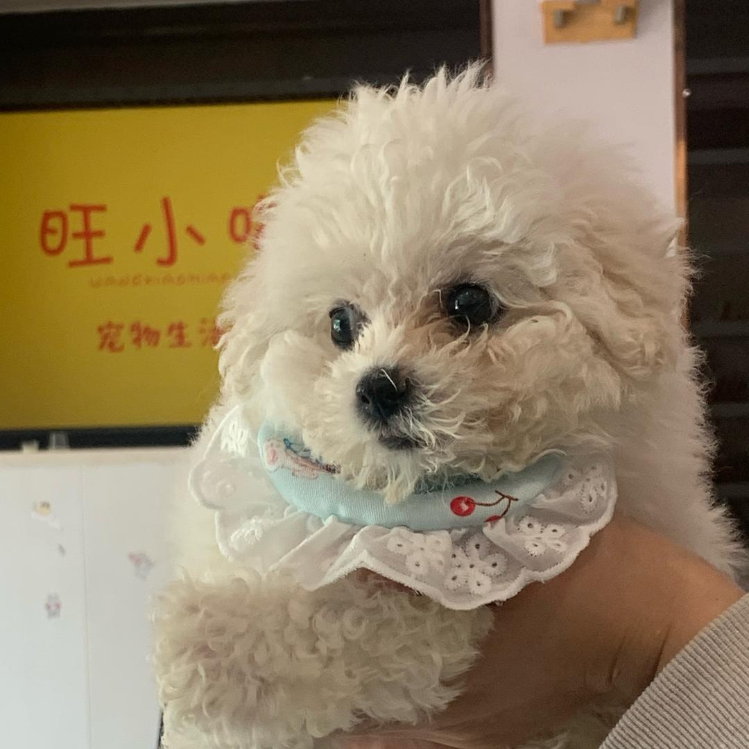 旺小喵宠物生活馆