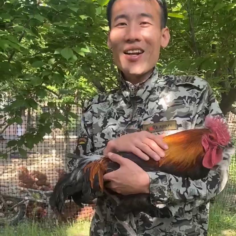 旭日小郑散养鸡
