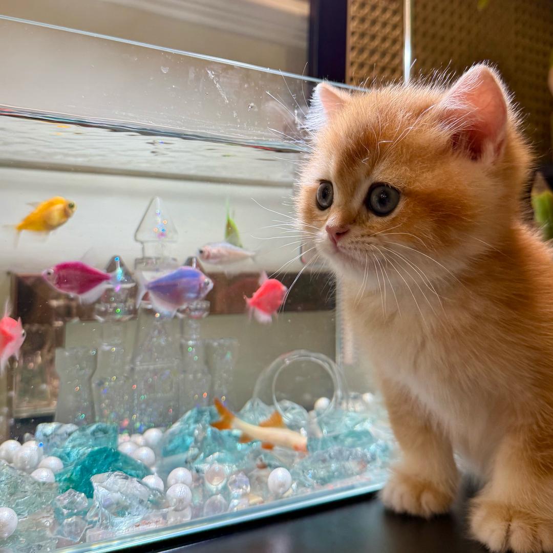 Tiger宝宝是只猫