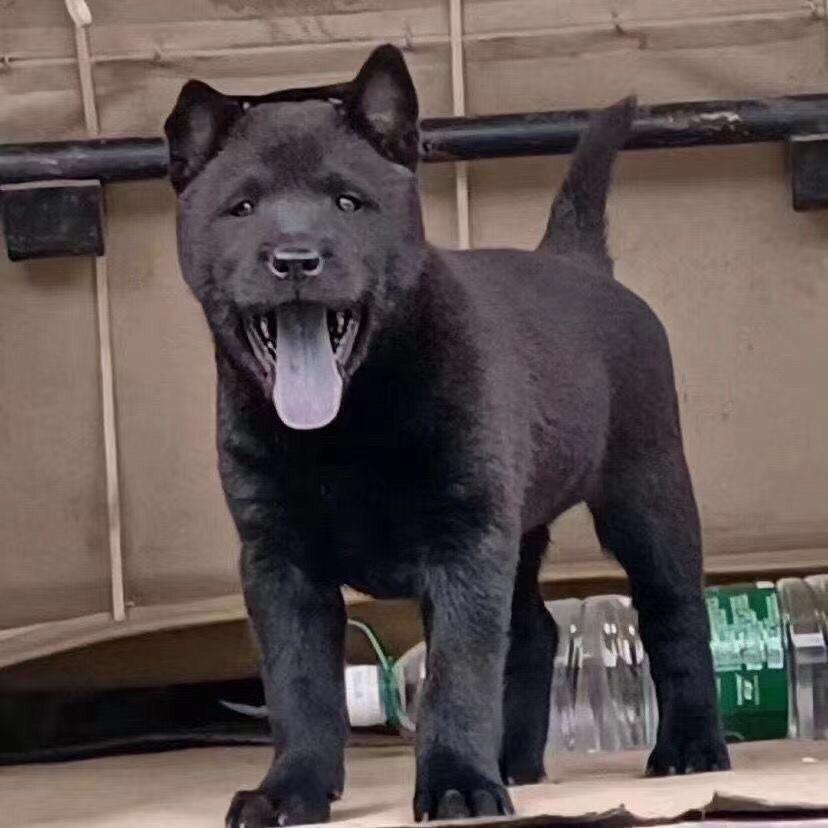 上犹嘉旺犬业