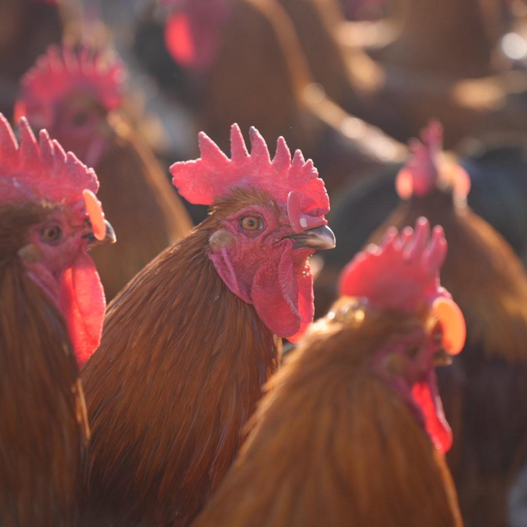 朱大姐散养家禽店