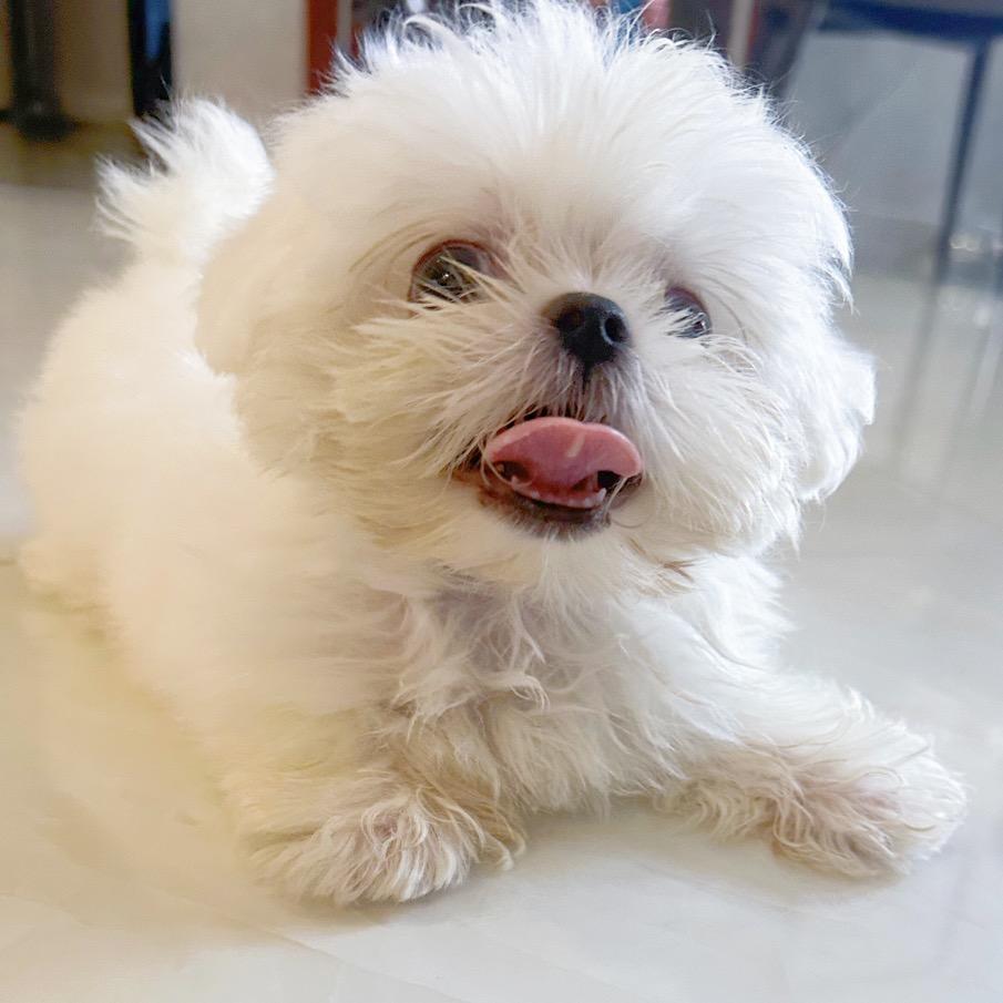 Koolulu
