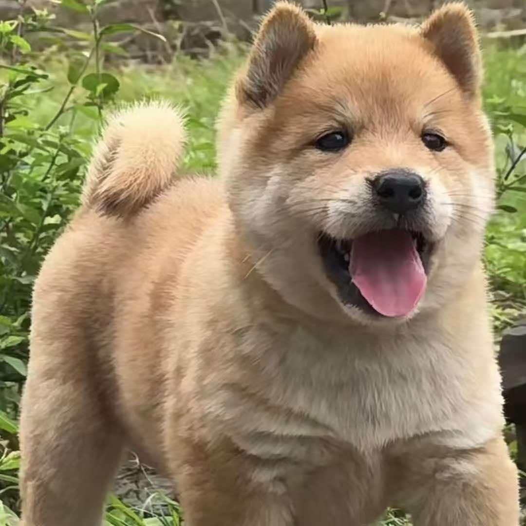 广西土松之家（养殖基地）