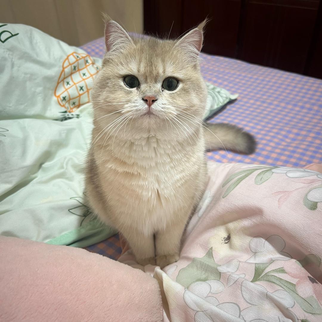 淑芬喵和布丁汪