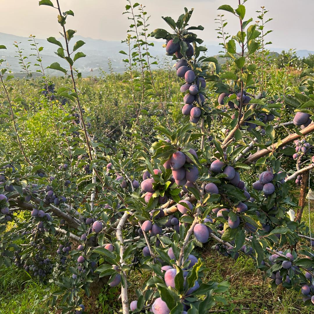 融安脆蜜金桔三代原产地（岳鲜生）