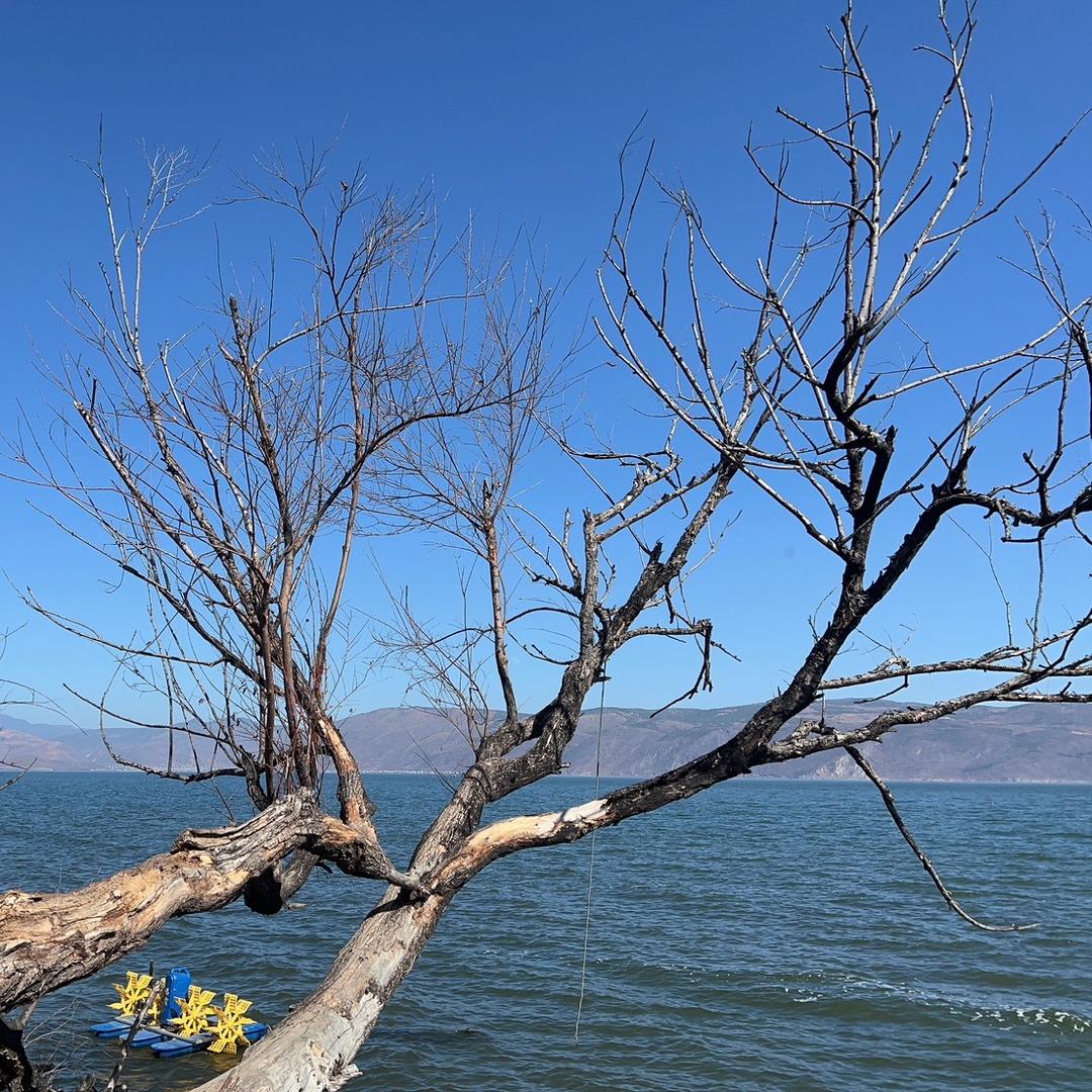 进宝记猪杂粉肠煲
