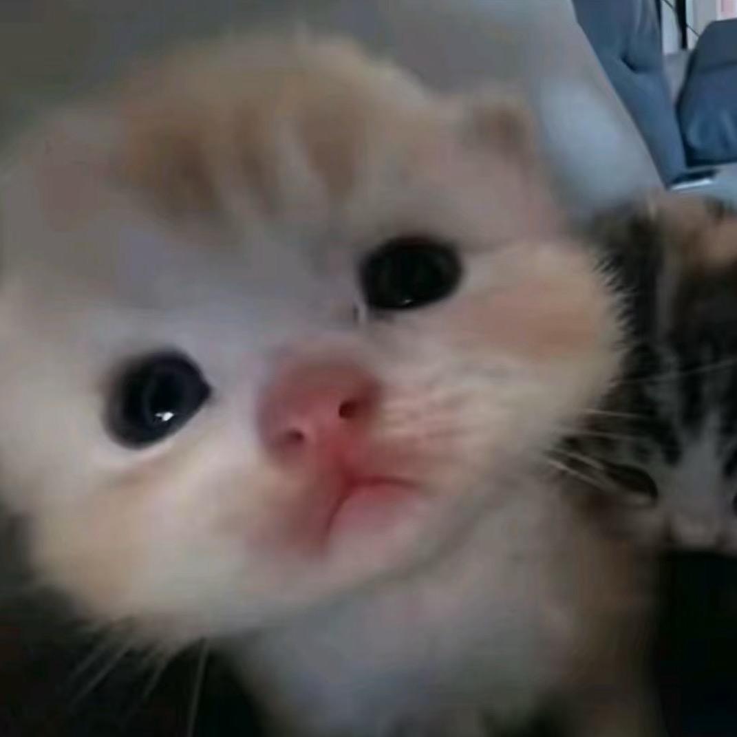 猪瘾犯了