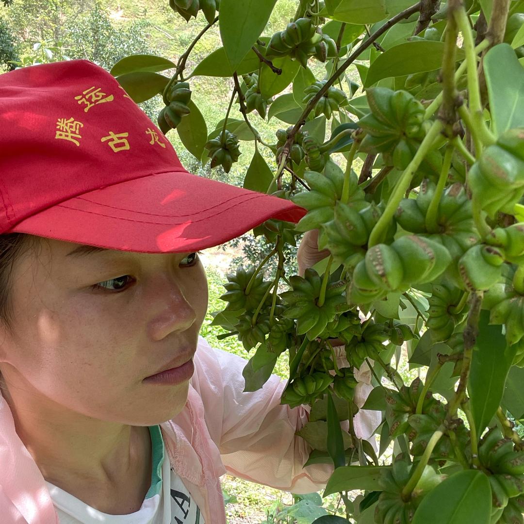 禾艺大红八角苗圃