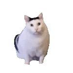 KKisco
