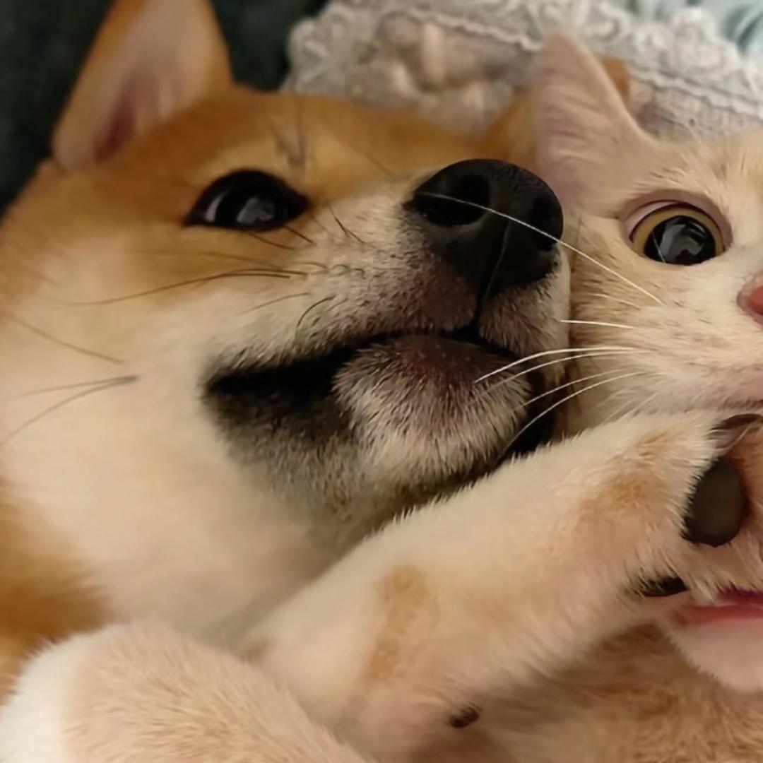 爱打球的大布嘎🏸️