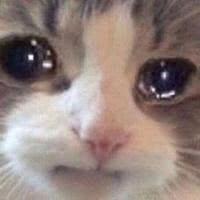 今夜泪流猫猫头