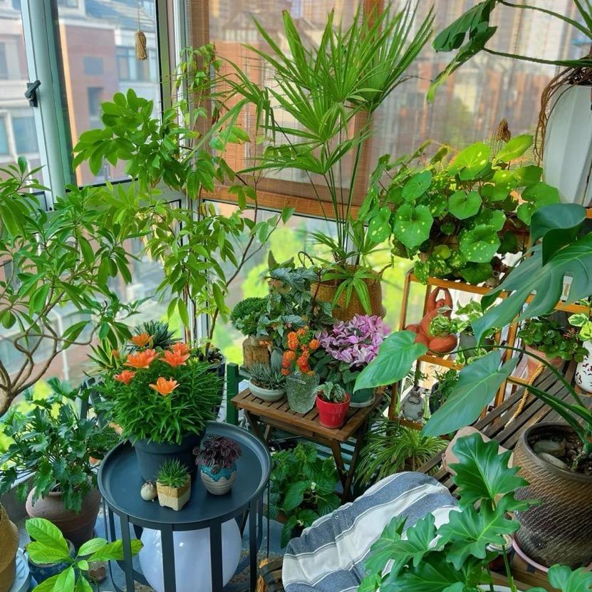 小霸王花耶