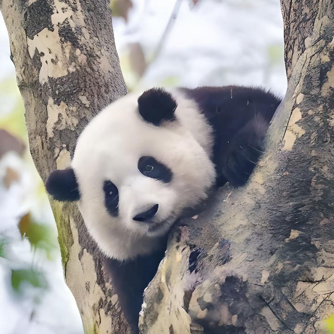 贵阳新房@熊猫看房