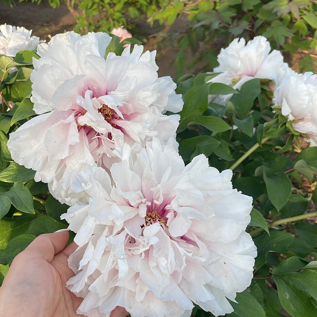 天长窗帘定型加工厂