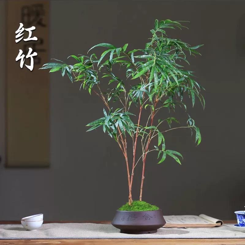 王梅花卉店