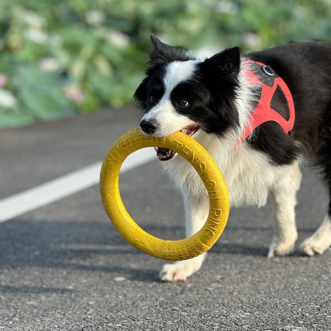 奥狗宠物玩具大王