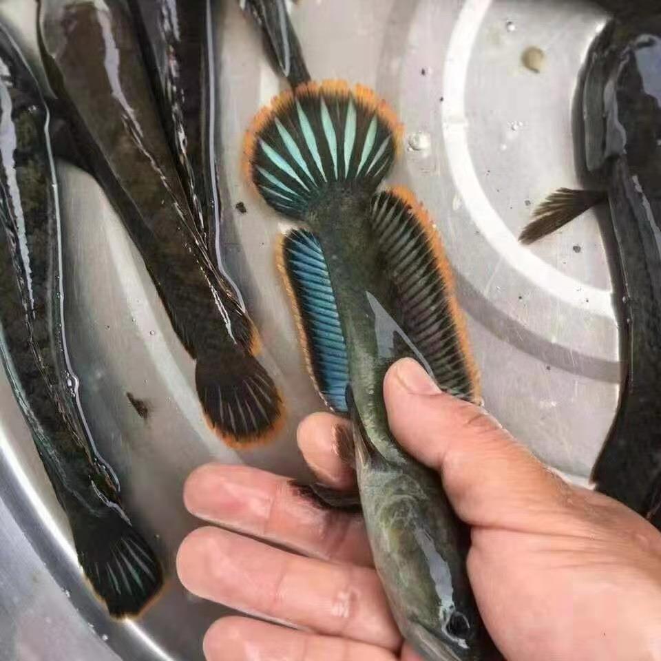 我们的天空鱼儿