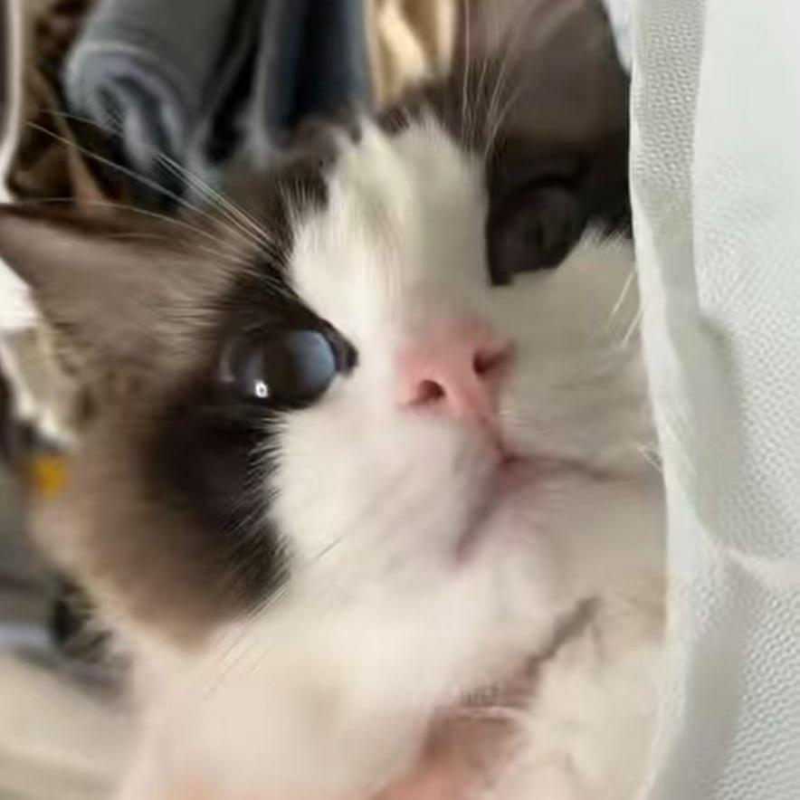 我是一只猫