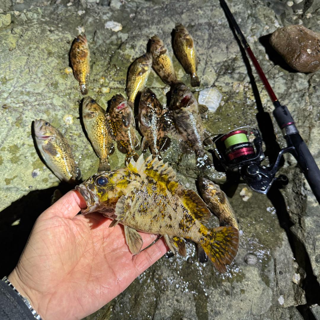 土木gou大战(渔乐圈🎣)