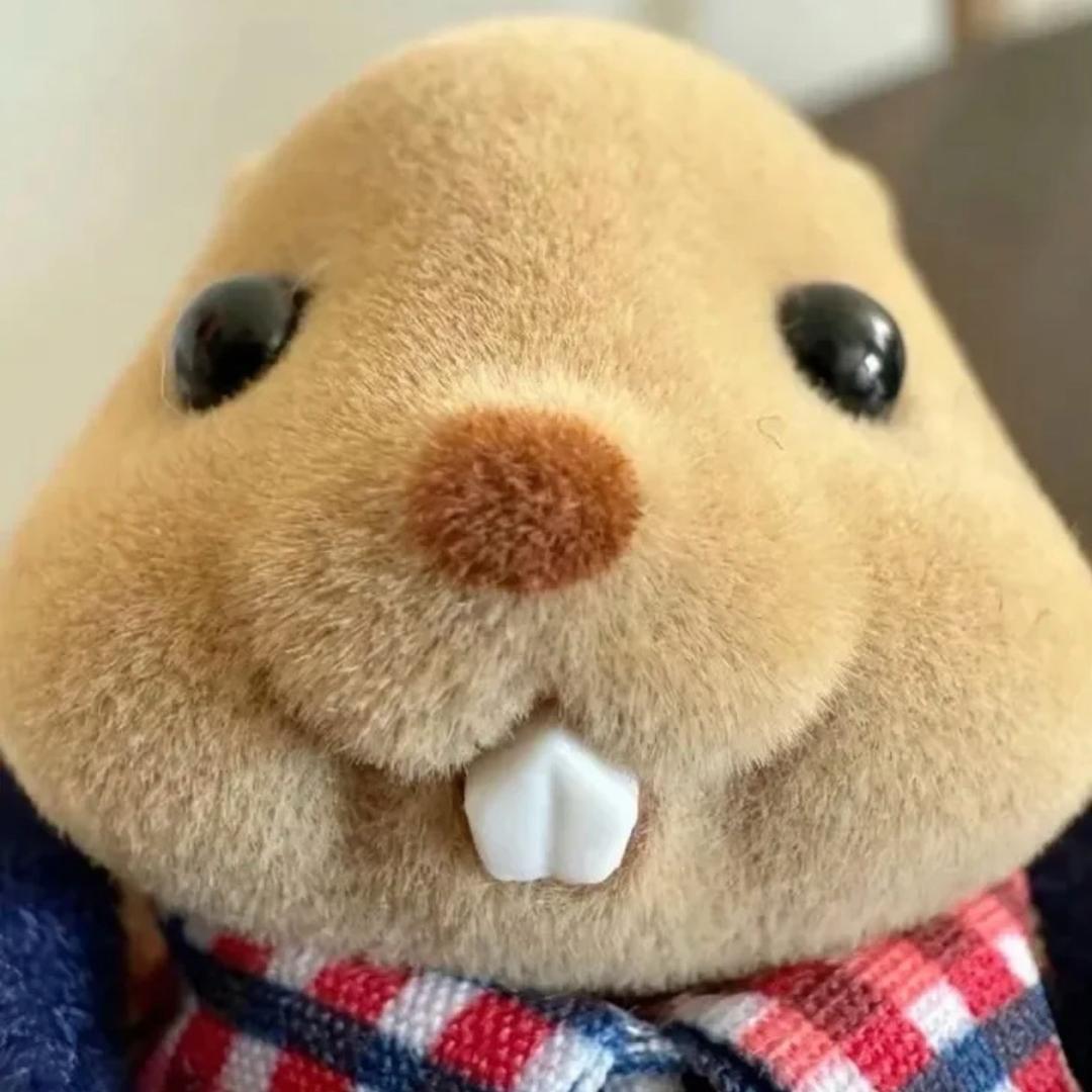 相思红豆🥺