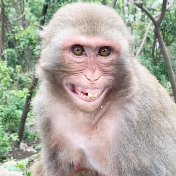 猴小乐