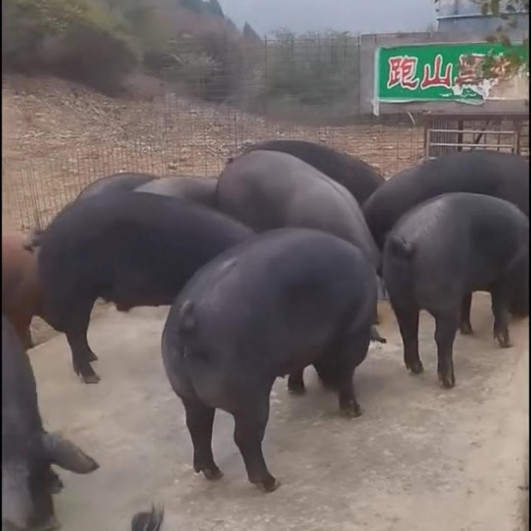 蓟县纯粮喂养跑山猪