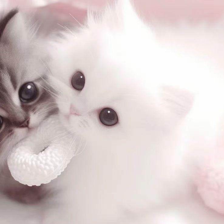 兔子猫